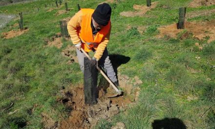 Fundación Aquae recupera más de 15.000 m2 de superficie forestal en Zamora que absorberán 175 toneladas de CO2