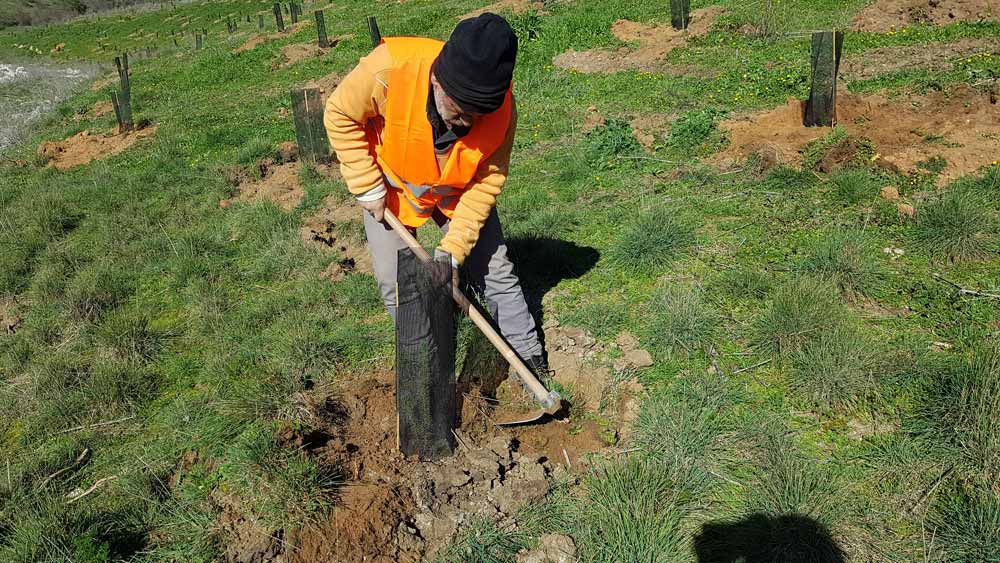 Fundación Aquae recupera más de 15.000 m2 de superficie forestal en Zamora que absorberán 175 toneladas de CO2