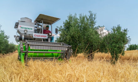Cruzcampo recoge la cuarta cosecha de cebada cultivada entre olivos