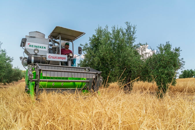 Cruzcampo recoge la cuarta cosecha de cebada cultivada entre olivos