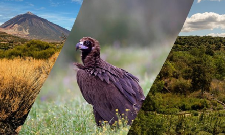 Fundación Endesa lanza la primera convocatoria de ayudas a proyectos de biodiversidad