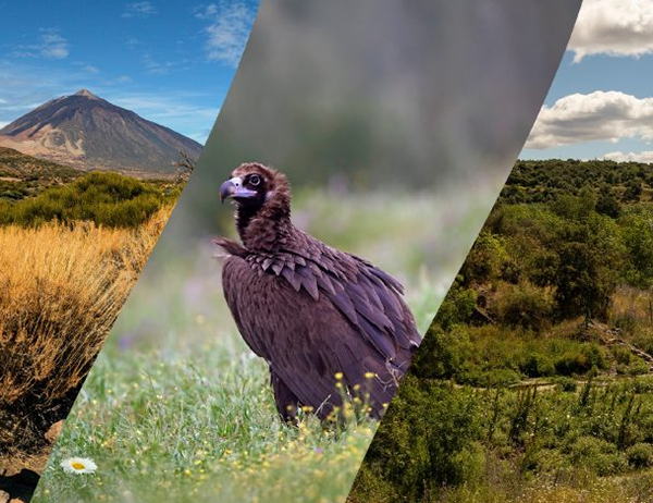 Fundación Endesa lanza la primera convocatoria de ayudas a proyectos de biodiversidad