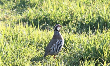 La Asociación Silva Venatio obtiene el XV premio FONDENA de protección a la naturaleza