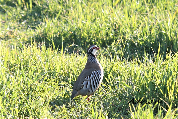 La Asociación Silva Venatio obtiene el XV premio FONDENA de protección a la naturaleza
