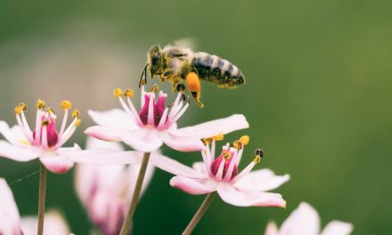 Abiertas las candidaturas para la XXI edición de los Premios Biodiversidad de Fundación BBVA