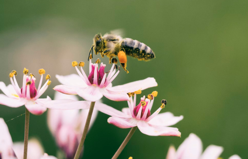 Abiertas las candidaturas para la XXI edición de los Premios Biodiversidad de Fundación BBVA