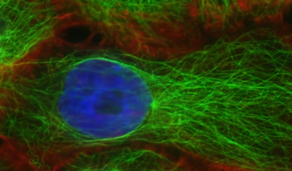 Cómo el atlas celular humano redefine la biología de precisión en la Fundación Ramón Areces
