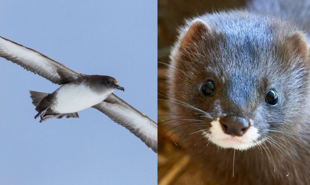 Dos iniciativas para proteger a la pardela balear y al visón europeo, ganadoras de la primera Convocatoria de ayudas Fundación Endesa a proyectos de Biodiversidad