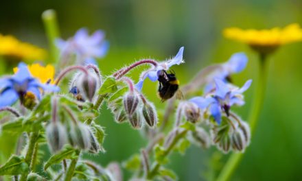 La AEF y Fundación Biodiversidad acuerdan fortalecer el compromiso medioambiental