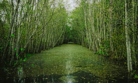 Fundación Ibercaja lanza la tercera edición de su convocatoria nacional de Medioambiente