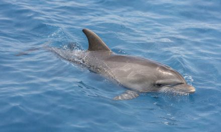 Fundación Endesa lanza la II Convocatoria de ayudas a proyectos de Biodiversidad para la conservación de especies amenazadas de la fauna española