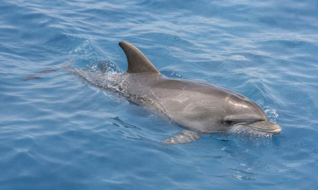 Fundación Endesa lanza la II Convocatoria de ayudas a proyectos de Biodiversidad para la conservación de especies amenazadas de la fauna española